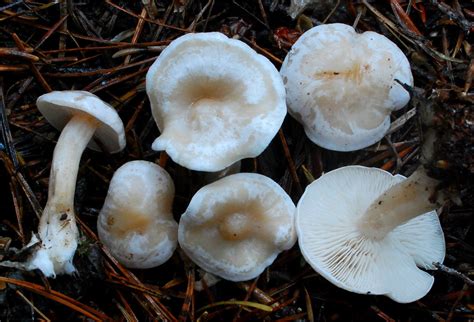 several mushrooms that are sitting on the ground