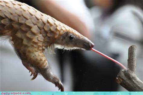 Pangolin | POACHING PROBLEMS IN INDONESIA