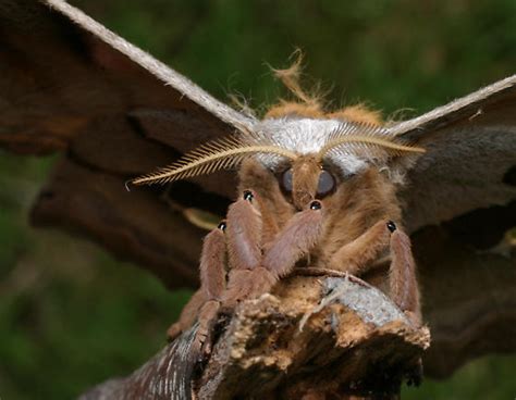 Polyphemus Moth - Antheraea polyphemus - BugGuide.Net