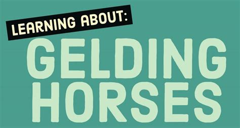 What is a Gelding? Understanding Horse Terms | LearningHorses.com