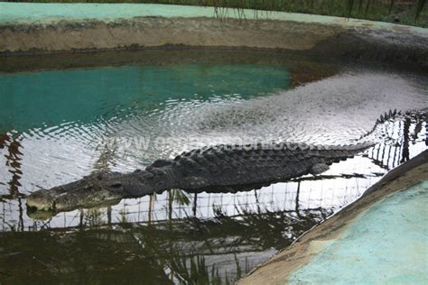 A Close Encounter with Lolong - The Longest Captive Crocodile in the World | Escape Manila