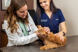 El Dorado Animal Hospital | Veterinarian in Fountain Hills AZ | Affordable Vet Clinics ...