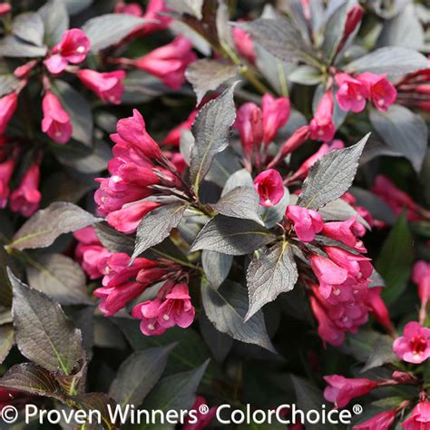 Midnight Sun™ Weigela | Plant Addicts