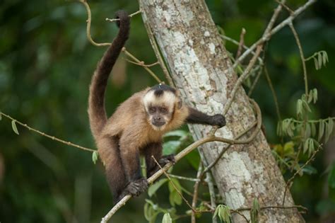 Brown Capuchin Monkey | Sean Crane Photography