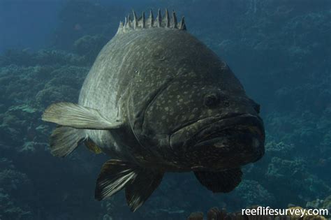 Epinephelus lanceolatus - Brindle Bass | ReefLifeSurvey.com