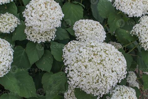 White Hortensia Hydrangea flower 7329890 Stock Photo at Vecteezy