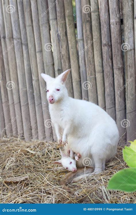 Albino Wallaby with baby stock image. Image of nature - 48010999