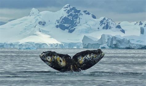 CBC.ca | The Homestretch | Whales in Antarctica