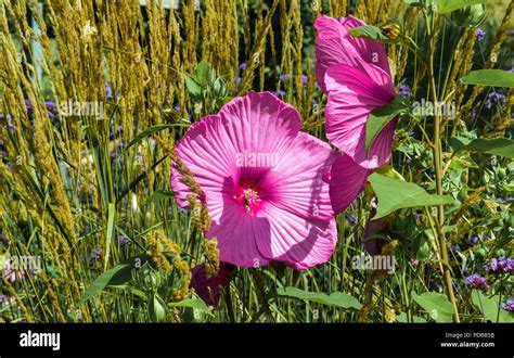 Family malvaceae hi-res stock photography and images - Alamy