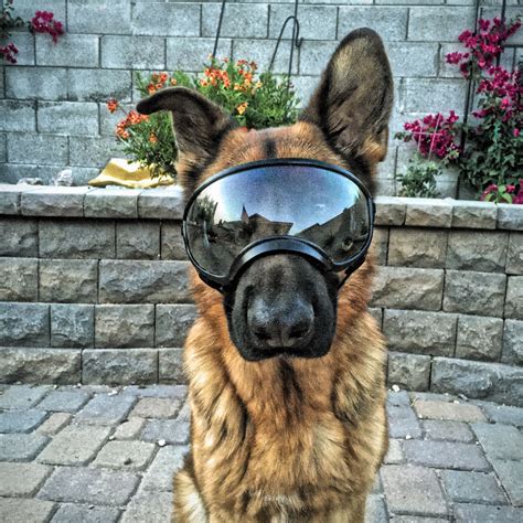 Rex Specs. You're welcome. | Dog goggles, Dog safe, Protective dogs