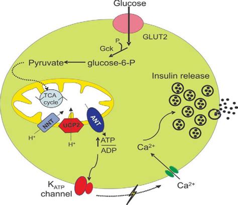 Mechanism of insulin release. Changes in beta-cell metabolism are ...