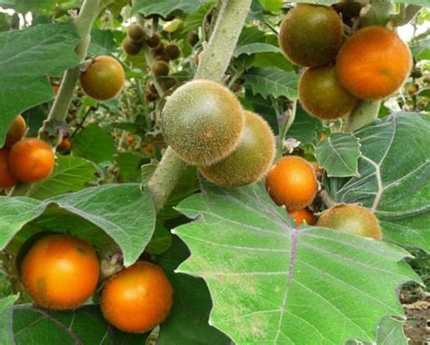 100 Seeds Orange Naranjilla Solanum Quitoense Fruit