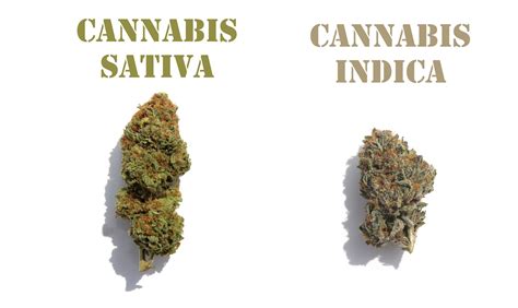 Cannabis sativa | Das ultimative Handbuch 2020