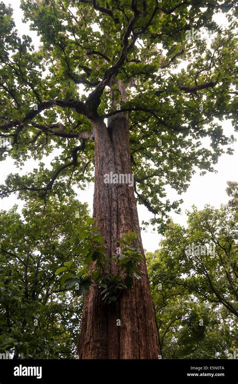 Philippine Teak Tree