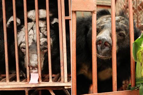 AnimalsAsia Rescues 5 Moon Bears from Bile Farm in Vietnam