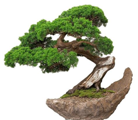 Weeping Fig Seeds — Yugen Bonsai - Premium Bonsai Sets, Seeds and Pots