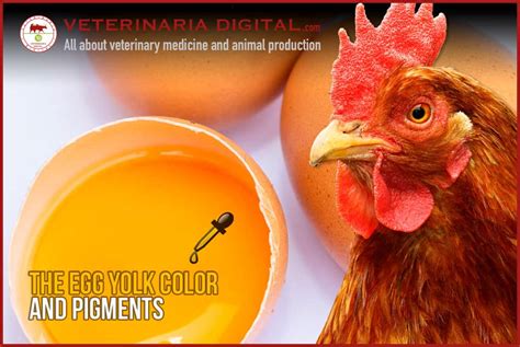 The egg yolk color and pigments. The importance of colors