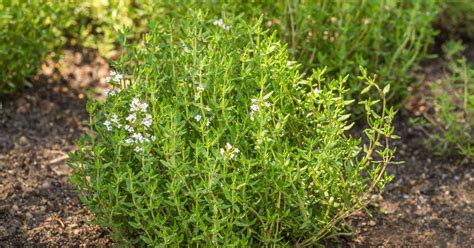 Thyme, (Thymus Vulgaris) Heirloom - American Seed Co.