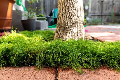 Irish Moss (Sagina subulata): Care and Growing Guide