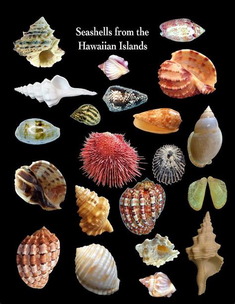 Seashells from the Hawaiian Islands