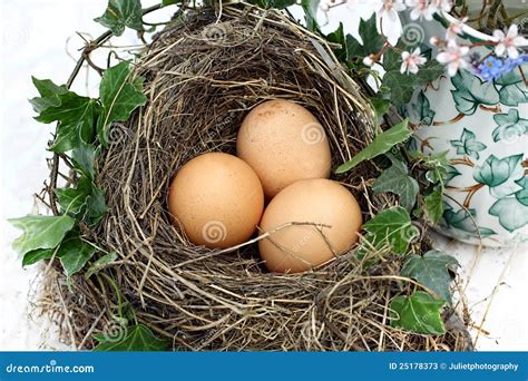 Three Eggs in a Bird S Nest Stock Image - Image of product, holidays: 25178373