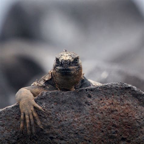 10 Amazing Animals to See in the Galápagos Islands – Fodors Travel Guide