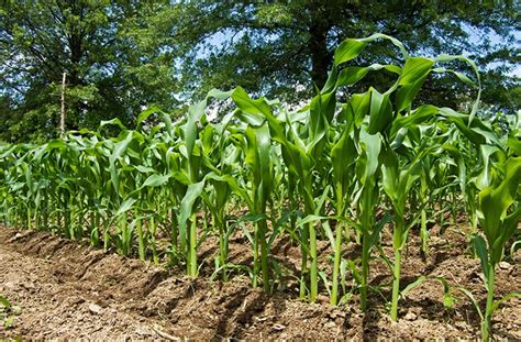 How Do I Grow Corn? - joe gardener® | Organic Gardening Like a Pro