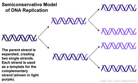 2.7 DNA Replication, Transcription, Translation – The Biology Classroom