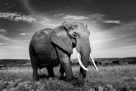 How to Photograph Wildlife in Black and White - Nature TTL