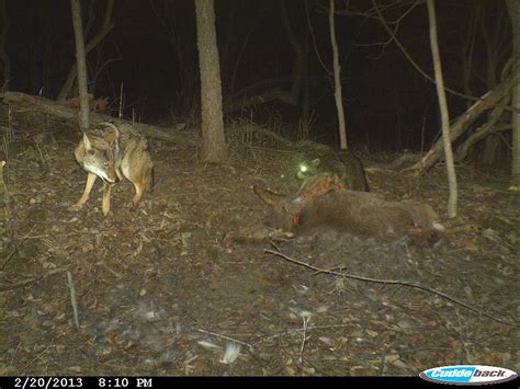 Fascinating footage seen through lens of the “trail cam” – Homegrown Iowan