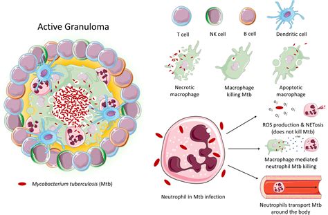 Neutrophils Function