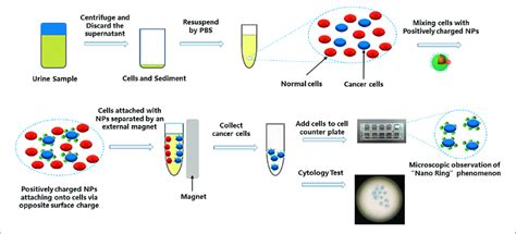 | Schematic diagram showing the procedure of Nano-cytology. The cells ...