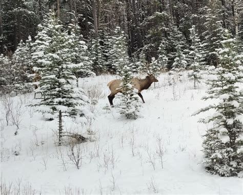 Must-See Wildlife In Banff National Park & Where To See Them