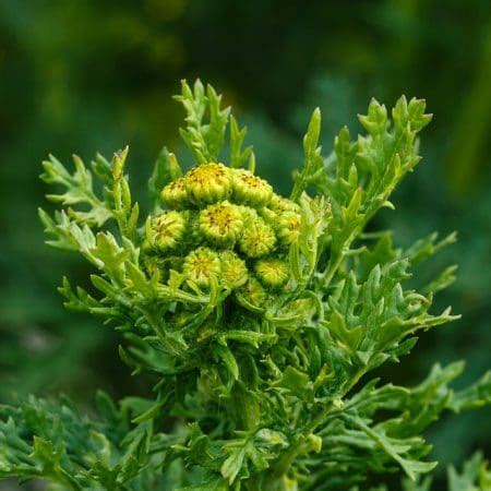 Ragwort (Senecio jacobaea) Identification Guide