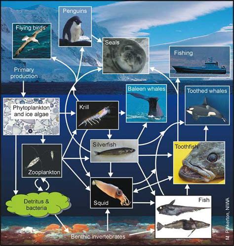 Ocean Food Chain Diagram