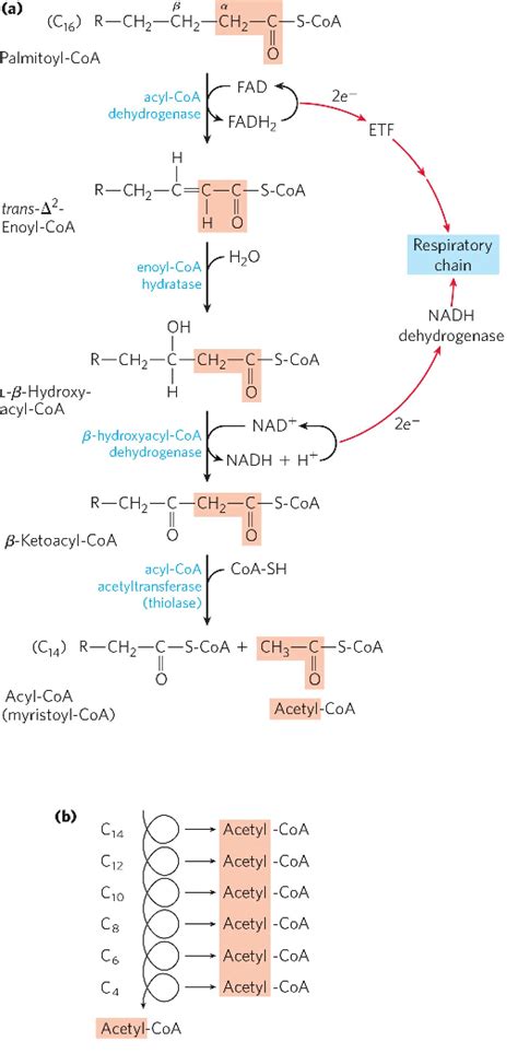 Beta oxidation of fatty acid - Online Science Notes