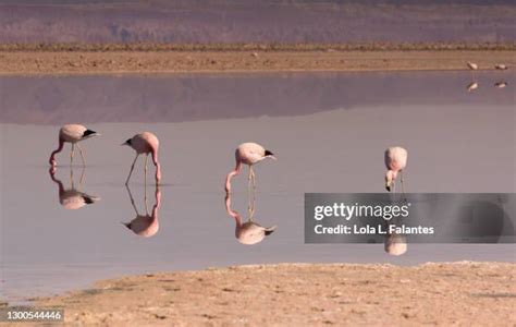 493 Andean Flamingos Stock Photos, High-Res Pictures, and Images - Getty Images