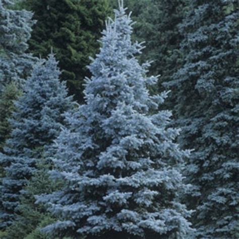 Colorado Blue Spruce | Brock Farms