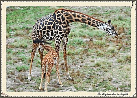 The Virginia Zoo in Norfolk | Norfolk, Virginia, Zoo