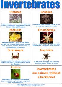 Invertebrates Chart : Biological Science Picture Directory – Pulpbits.net