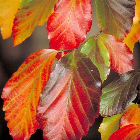 Parrotia persica - Persian Ironwood Tree | Free UK Delivery Over £50