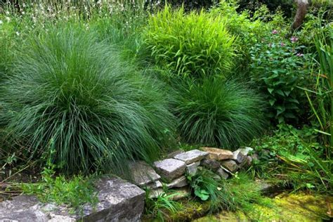 How to Care for Your Ornamental Grasses | Wild Bloom