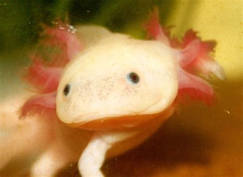 I'm Axo the Axolotl