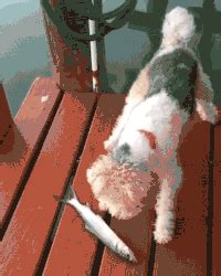 Smells fishy GIFs - Get the best gif on GIFER