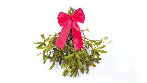 Mistletoe Extract Benefits Pancreatic Cancer Patients | Natural ...