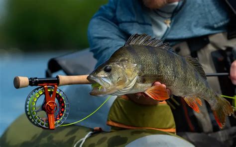 Perch Fishing Made Easy: Pro Tips And Tactics For Anglers