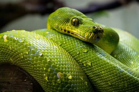 Reptiles of the Rainforest - Snakes and Lizards of the Rainforest