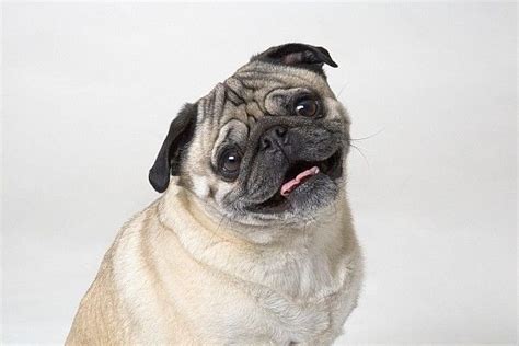 Pug smiles | Smiling dogs, Pugs, Pug dog