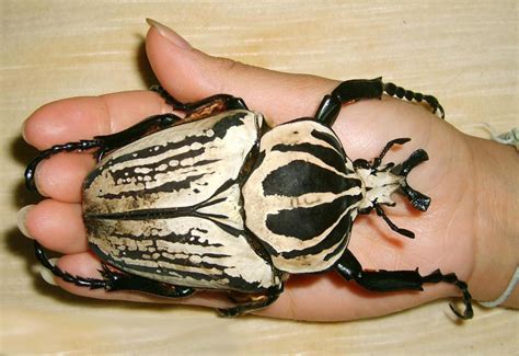 Goliath Beetle : World's largest Beetle on Earth | Most Unbelievable & Amazing Things in the ...