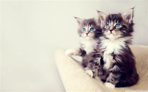 Cute Kitten Wallpapers - Top Free Cute Kitten Backgrounds - WallpaperAccess